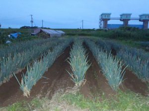 ネギ　土寄せ　240615